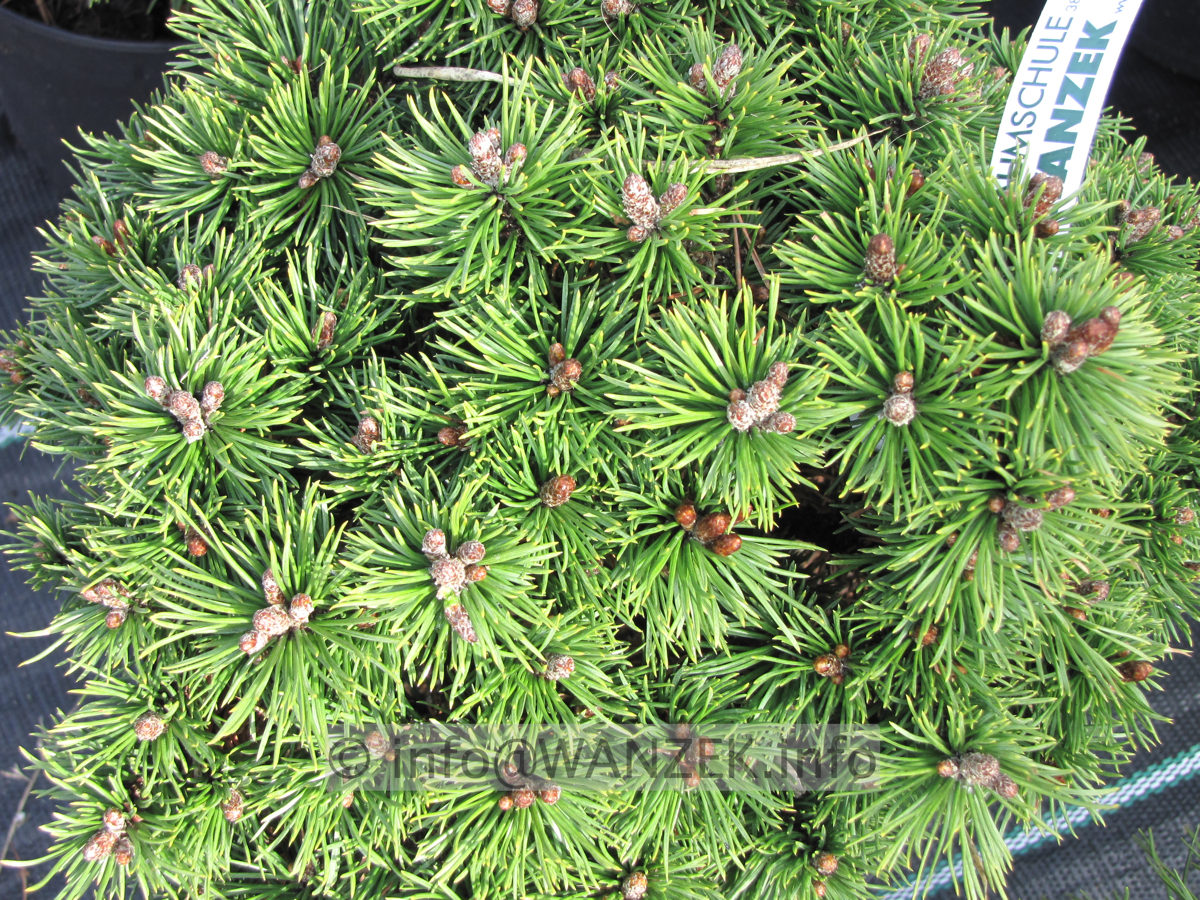 Pinus mugo Minimops.JPG